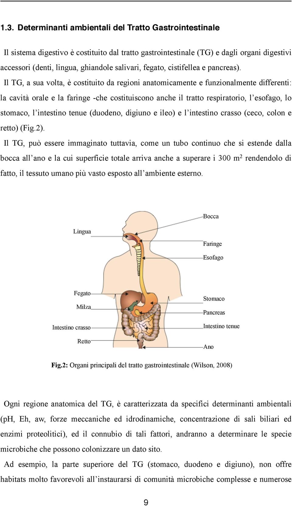 Il TG, a sua volta, è costituito da regioni anatomicamente e funzionalmente differenti: la cavità orale e la faringe -che costituiscono anche il tratto respiratorio, l esofago, lo stomaco, l