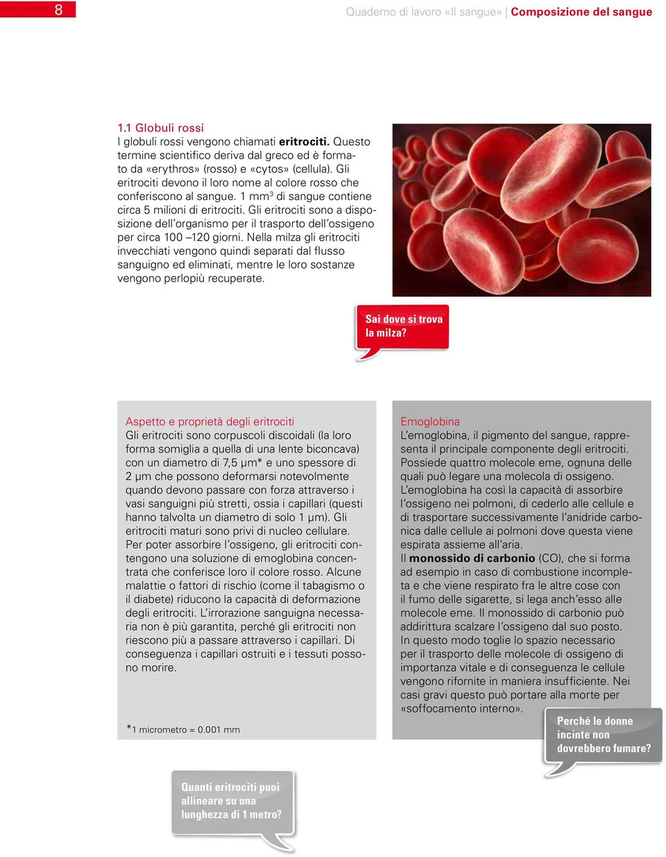 1 mm 3 di sangue contiene circa 5 milioni di eritrociti. Gli eritrociti sono a disposizione dell organismo per il trasporto dell ossigeno per circa 100 120 giorni.