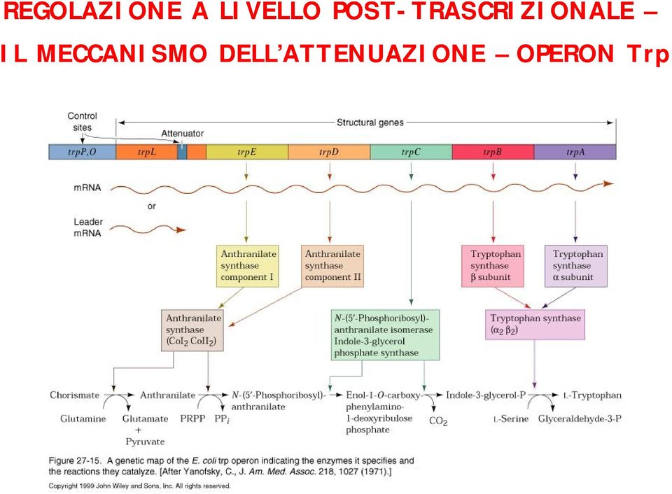 TRASCRIZIONALE IL