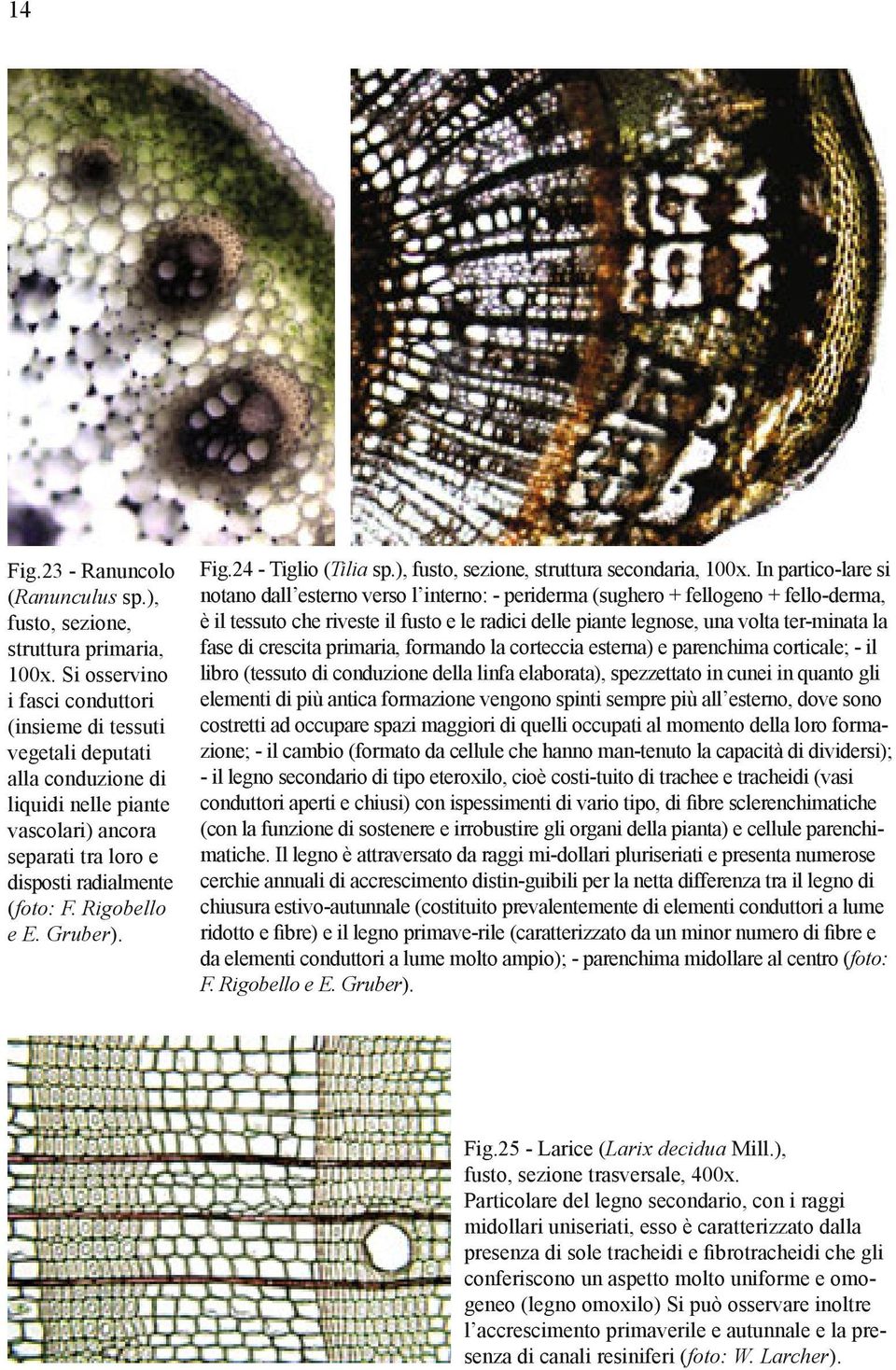 Gruber). Fig.24 - Tiglio (Tilia sp.), fusto, sezione, struttura secondaria, 100x.