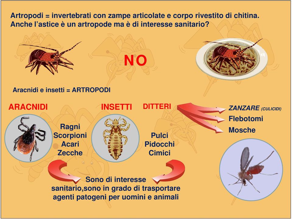 NO Aracnidi e insetti = ARTROPODI ARACNIDI INSETTI DITTERI ZANZARE (CULICIDI) Ragni Scorpioni