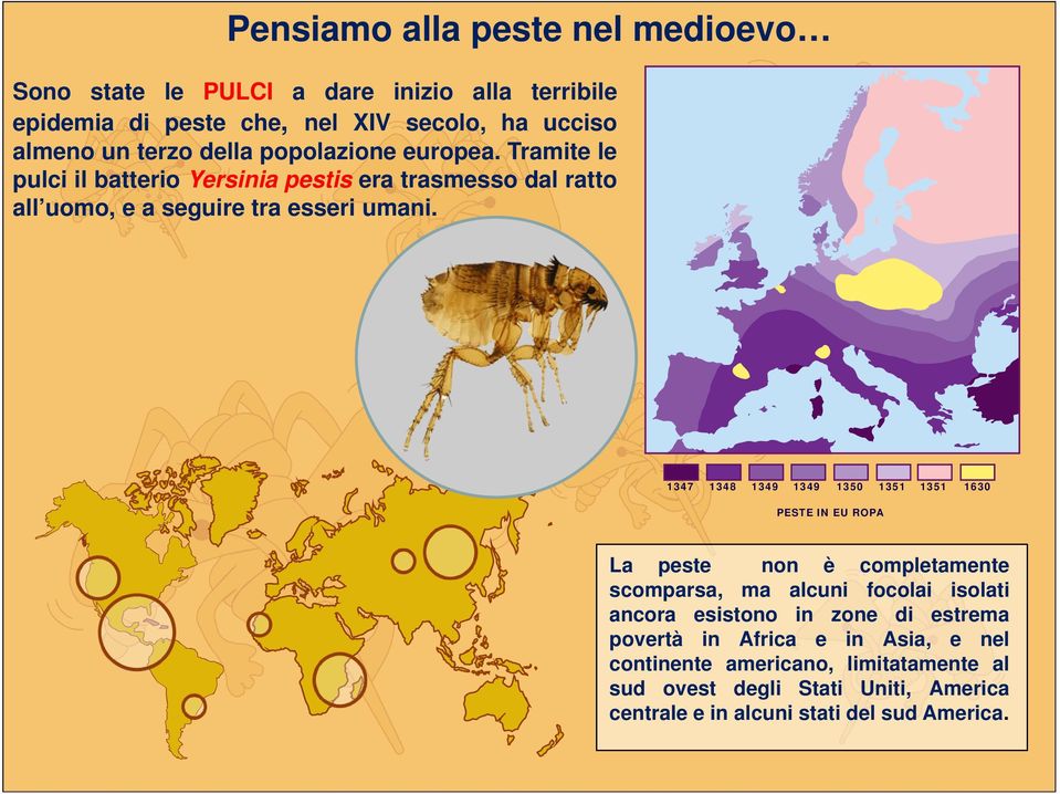 1347 1348 1349 1349 1350 1351 1351 1630 PESTE IN EU ROPA La peste non è completamente scomparsa, ma alcuni focolai isolati ancora esistono in zone