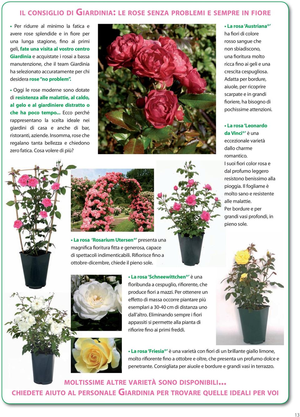 Oggi le rose moderne sono dotate di resistenza alle malattie, al caldo, al gelo e al giardiniere distratto o che ha poco tempo.