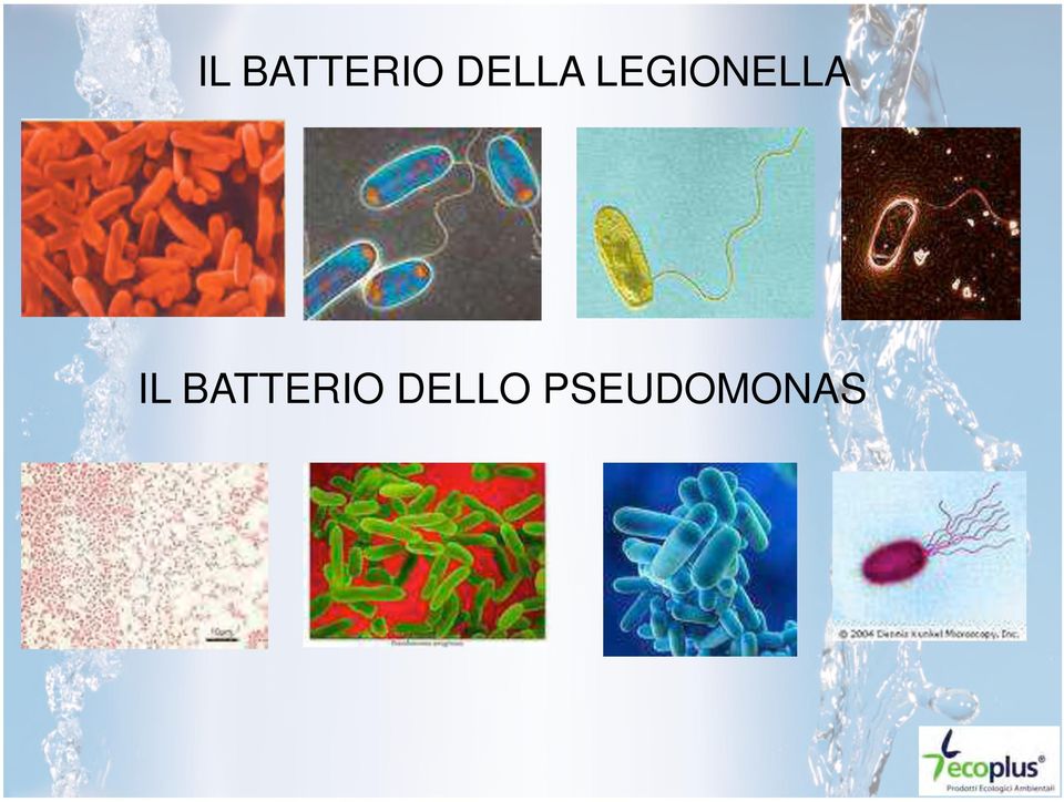 LEGIONELLA 