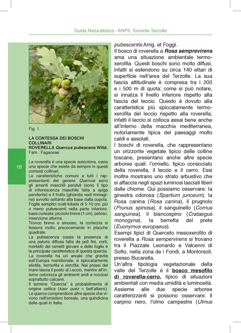 Le caratteristiche comuni a tutti i rappresentanti del genere Quercus sono gli amenti maschili penduli (sono il tipo di infiorescenza maschile fatta a spiga pendente) e il frutto (ghianda vedi