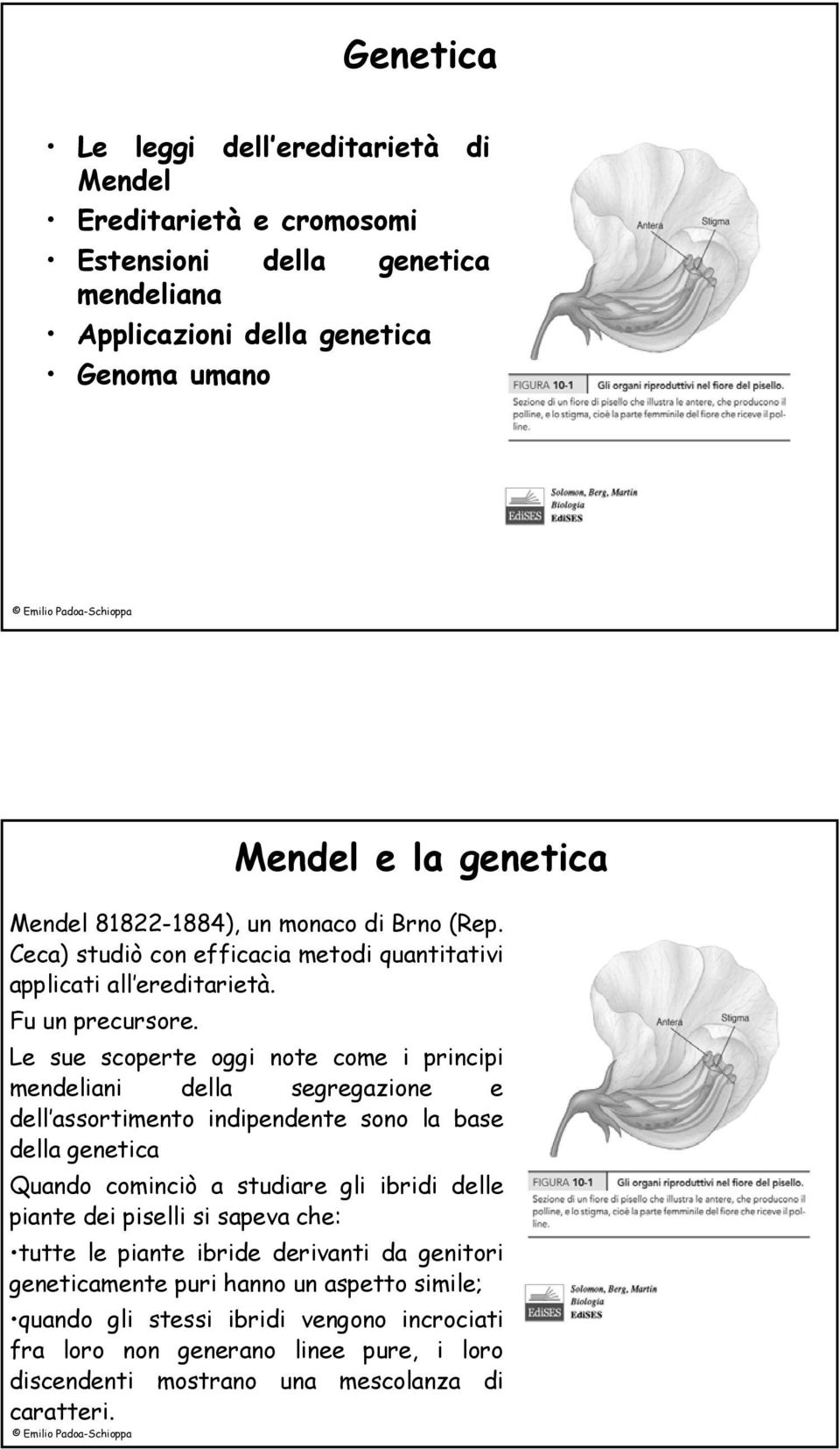 Le sue scoperte oggi note come i principi mendeliani della segregazione e dell assortimento indipendente sono la base della genetica Quando cominciò a studiare gli ibridi delle piante