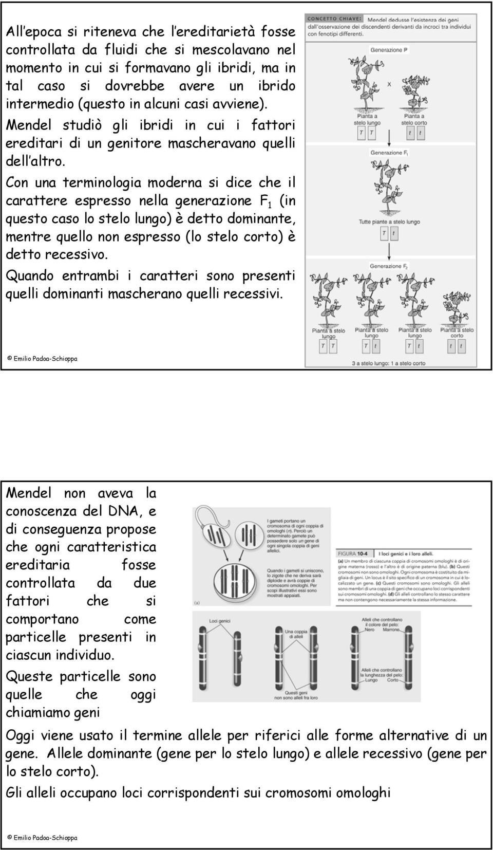 Con una terminologia moderna si dice che il carattere espresso nella generazione F 1 (in questo caso lo stelo lungo) è detto dominante, mentre quello non espresso (lo stelo corto) è detto recessivo.