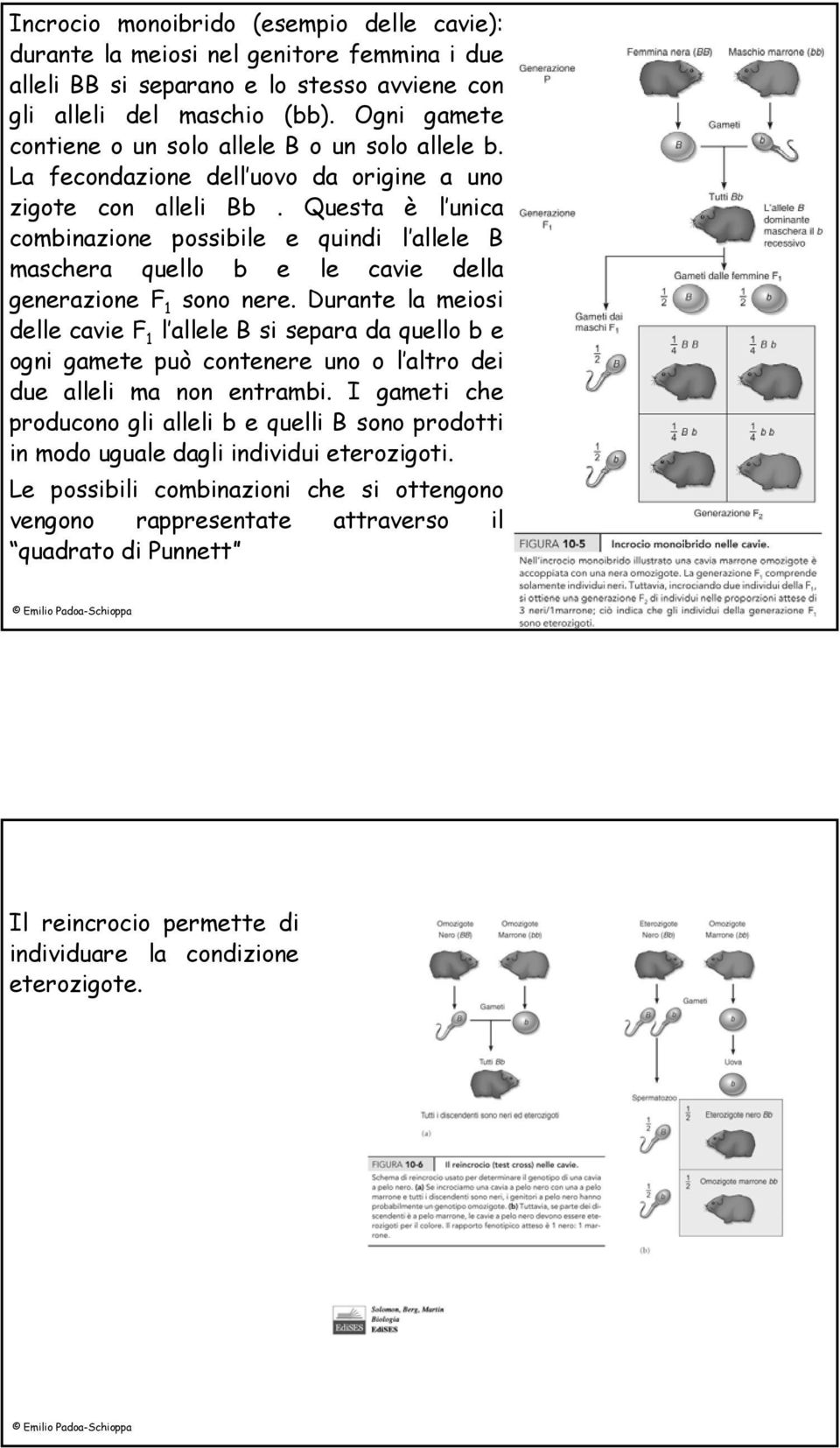 Questa è l unica combinazione possibile e quindi l allele B maschera quello b e le cavie della generazione F 1 sono nere.