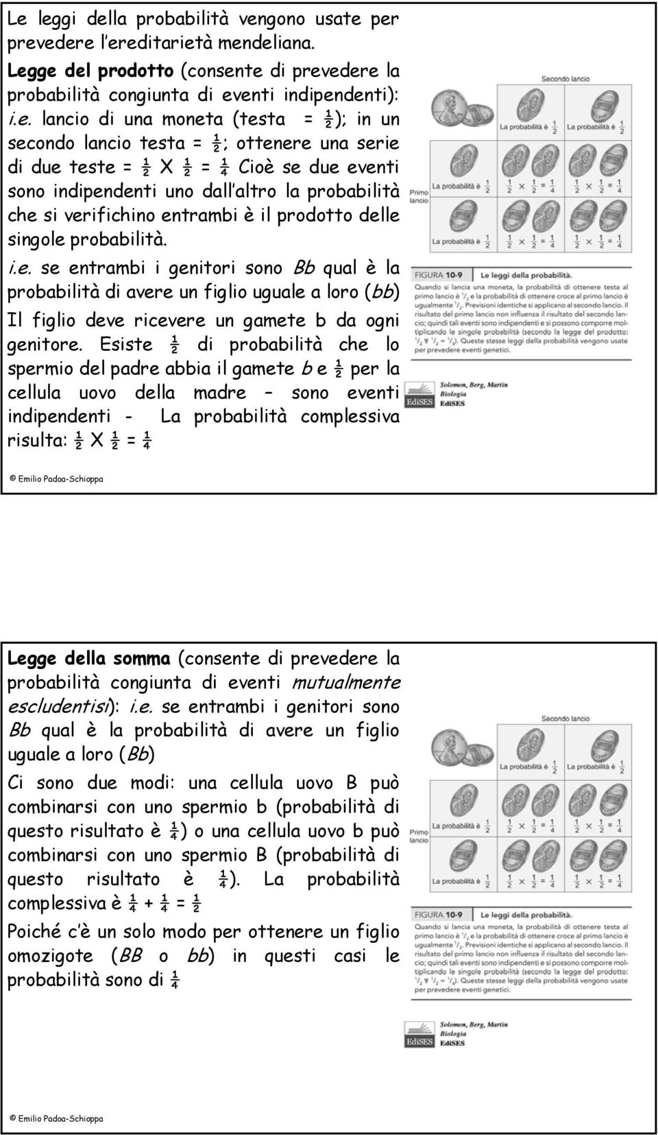 delle singole probabilità. i.e. se entrambi i genitori sono Bb qual è la probabilità di avere un figlio uguale a loro (bb) Il figlio deve ricevere un gamete b da ogni genitore.