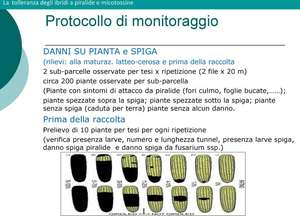 con sintomi di attacco da piralide (fori culmo, foglie bucate, ); piante spezzate sopra la spiga; piante spezzate sotto la spiga; piante senza spiga