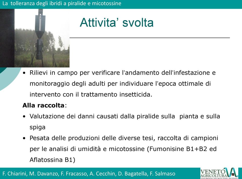 Alla raccolta: Valutazione dei danni causati dalla piralide sulla pianta e sulla spiga Pesata delle produzioni delle