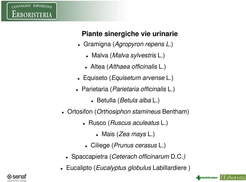 ) Betulla (Betula alba L.) Ortosifon (Orthosiphon stamineus Bentham) Rusco (Ruscus aculeatus L.