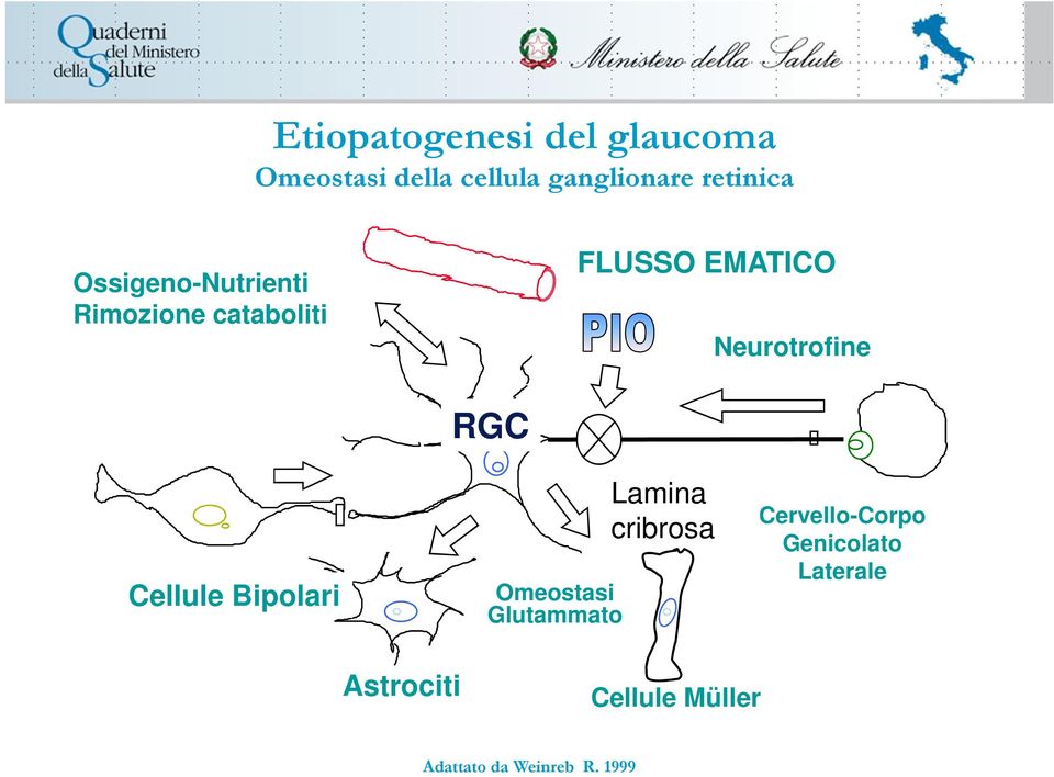 Neurotrofine Cellule Bipolari RGC Omeostasi Glutammato Lamina cribrosa