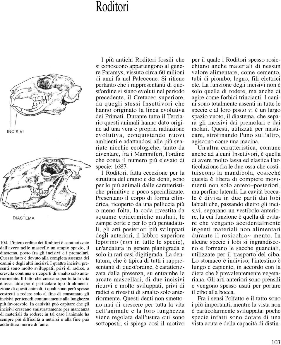 I quattro incisivi presenti sono molto sviluppati, privi di radice, a crescita continua e ricoperti di smalto solo anteriormente.