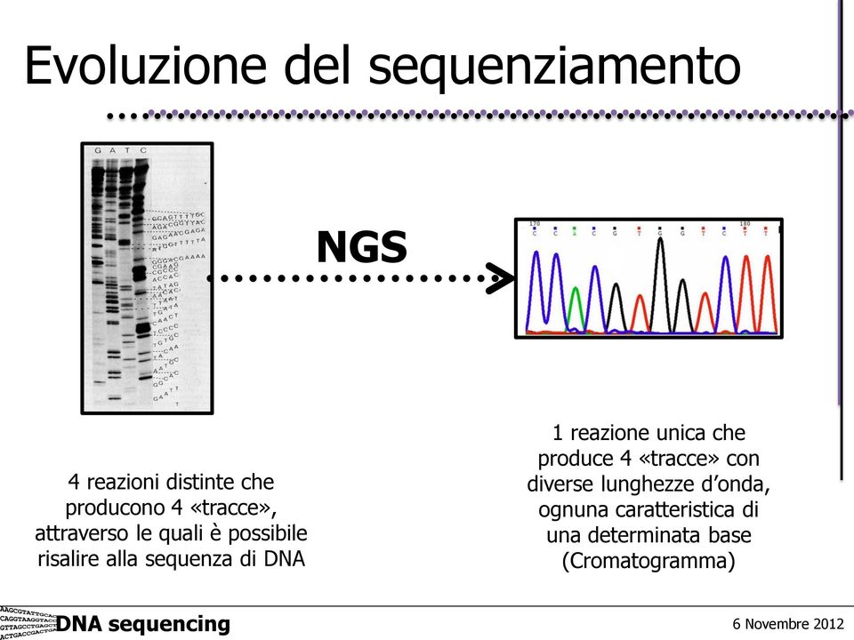 di DNA 1 reazione unica che produce 4 «tracce» con diverse lunghezze