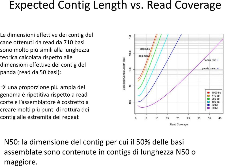 calcolata rispetto alle dimensioni effettive dei contig del panda (read da 50 basi): una proporzione più ampia del genoma è ripetitiva