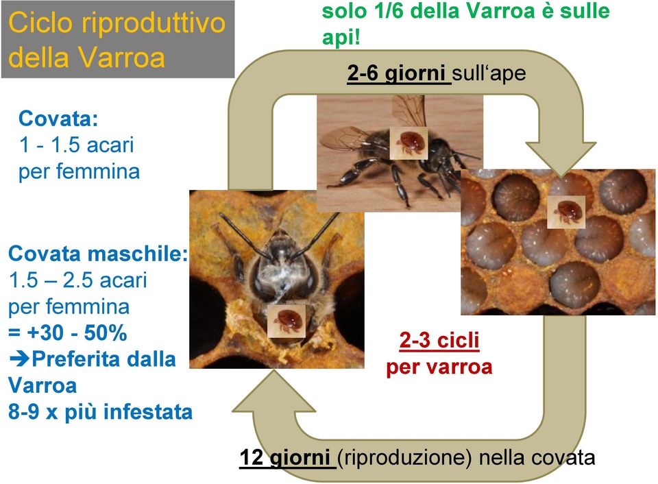 5 acari per femmina Covata maschile: 1.5 2.