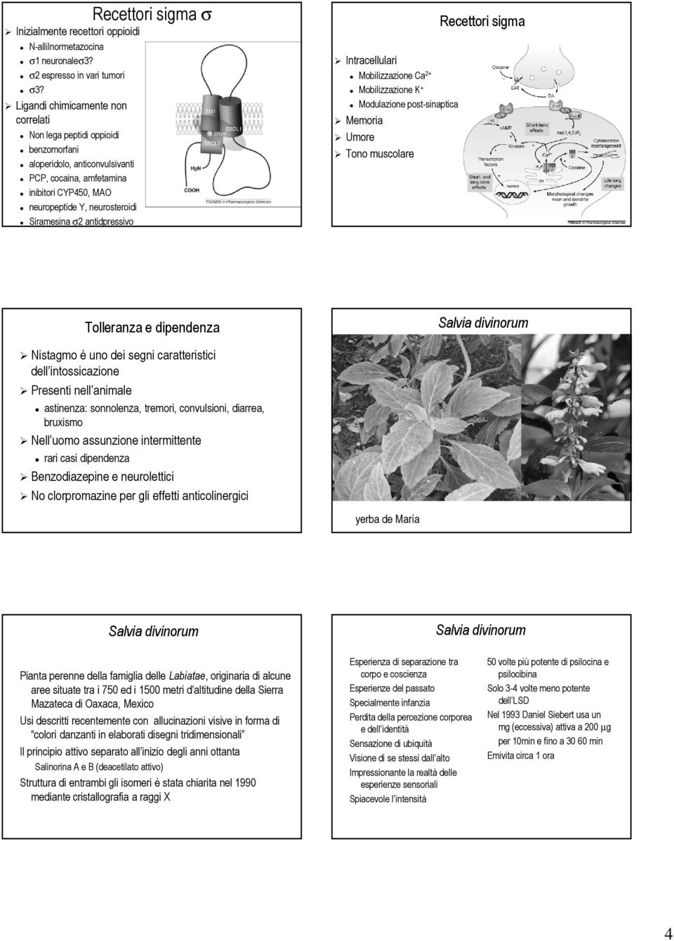 antidpressivo Intracellulari Mobilizzazione Ca 2+ Mobilizzazione K + Modulazione post-sinaptica Memoria Umore Tono muscolare Recettori sigma Tolleranza e dipendenza Salvia divinorum Nistagmo è uno