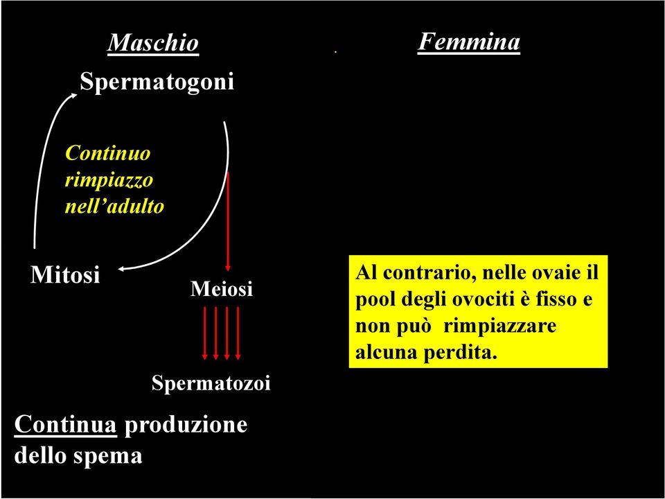 Female Femmina Mitoses stop Primordial germ cells (oogonia) Al contrario, nelle ovaie