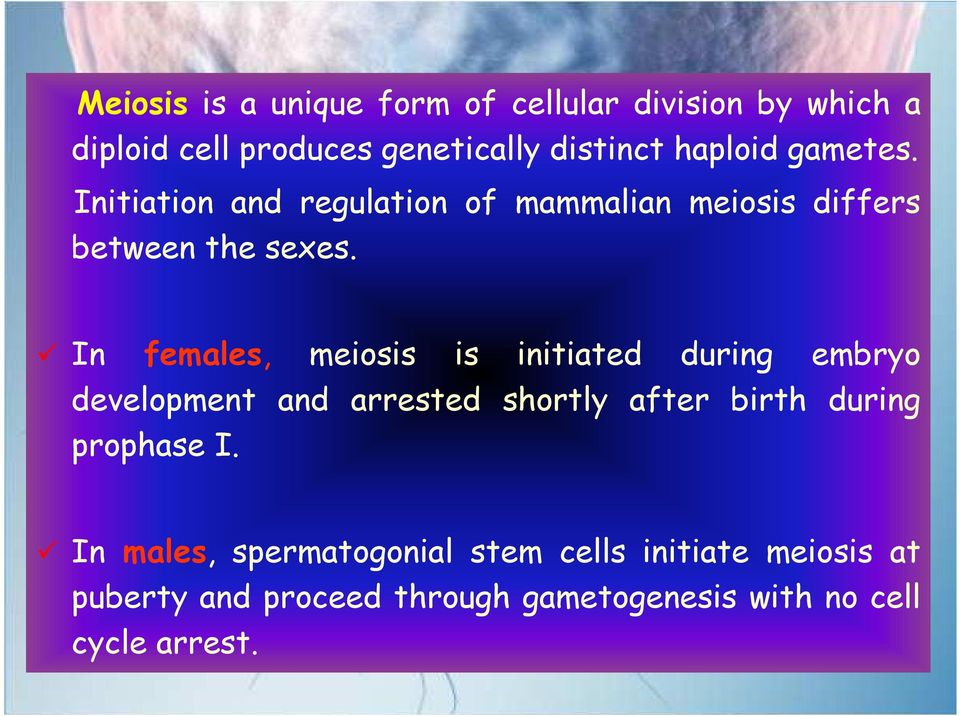 In females, meiosis is initiated during embryo development and arrested shortly after birth during