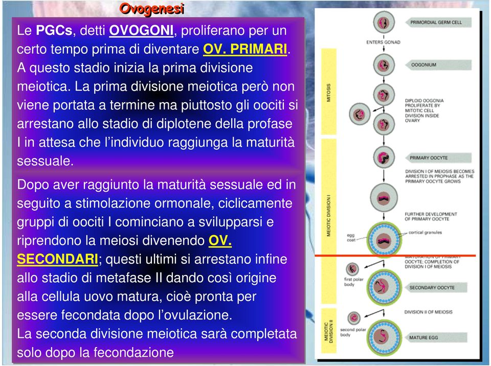 sessuale. Dopo aver raggiunto la maturità sessuale ed in seguito a stimolazione ormonale, ciclicamente gruppi di oociti I cominciano a svilupparsi e riprendono la meiosi divenendo OV.