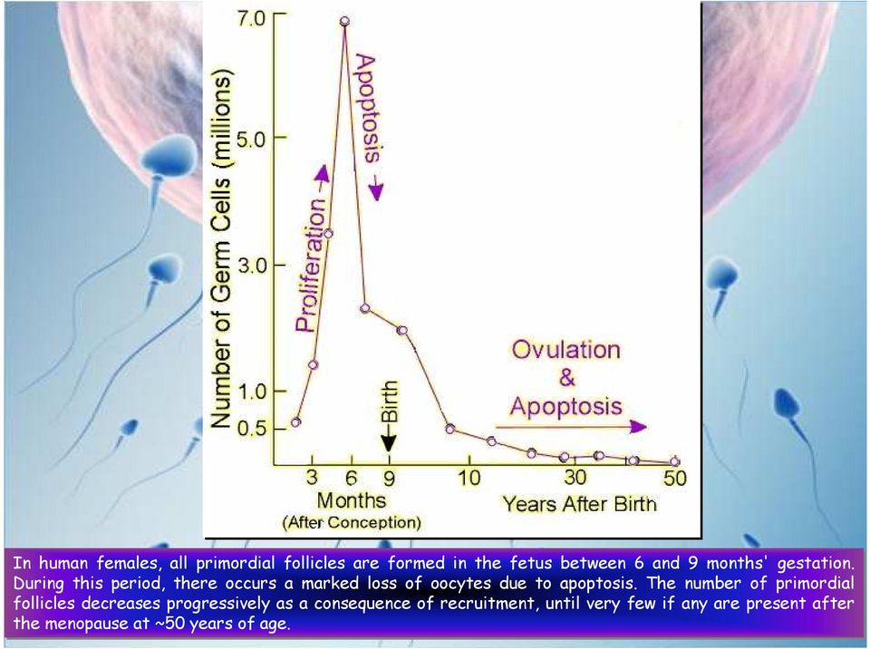 During this period, there occurs a marked loss of oocytes due to apoptosis.