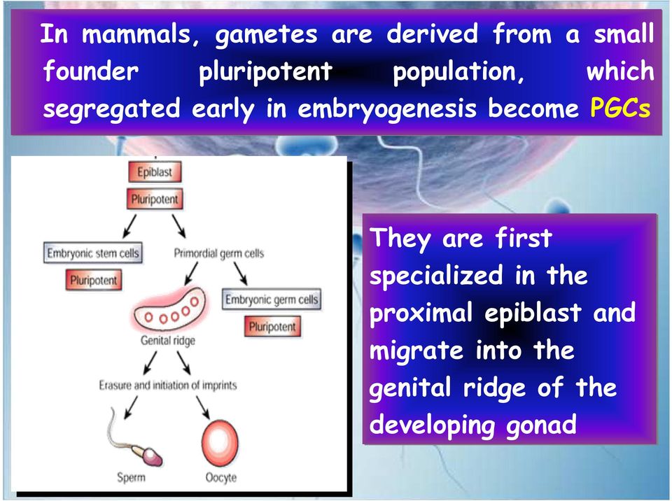 embryogenesis become PGCs They are first specialized in the