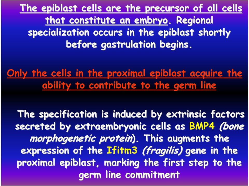 Only the cells in the proximal epiblast acquire the ability to contribute to the germ line The specification is induced by