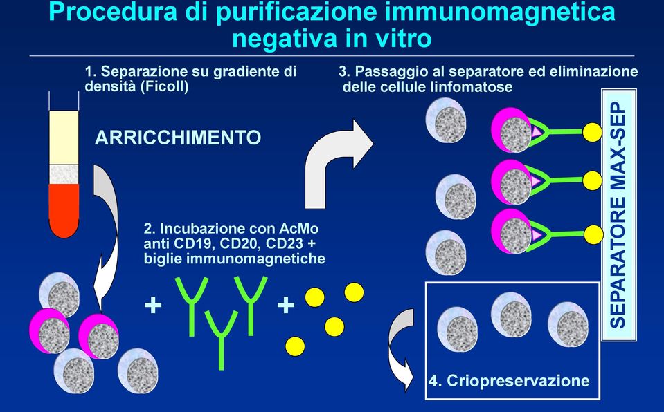 Passaggio al separatore ed eliminazione delle cellule linfomatose