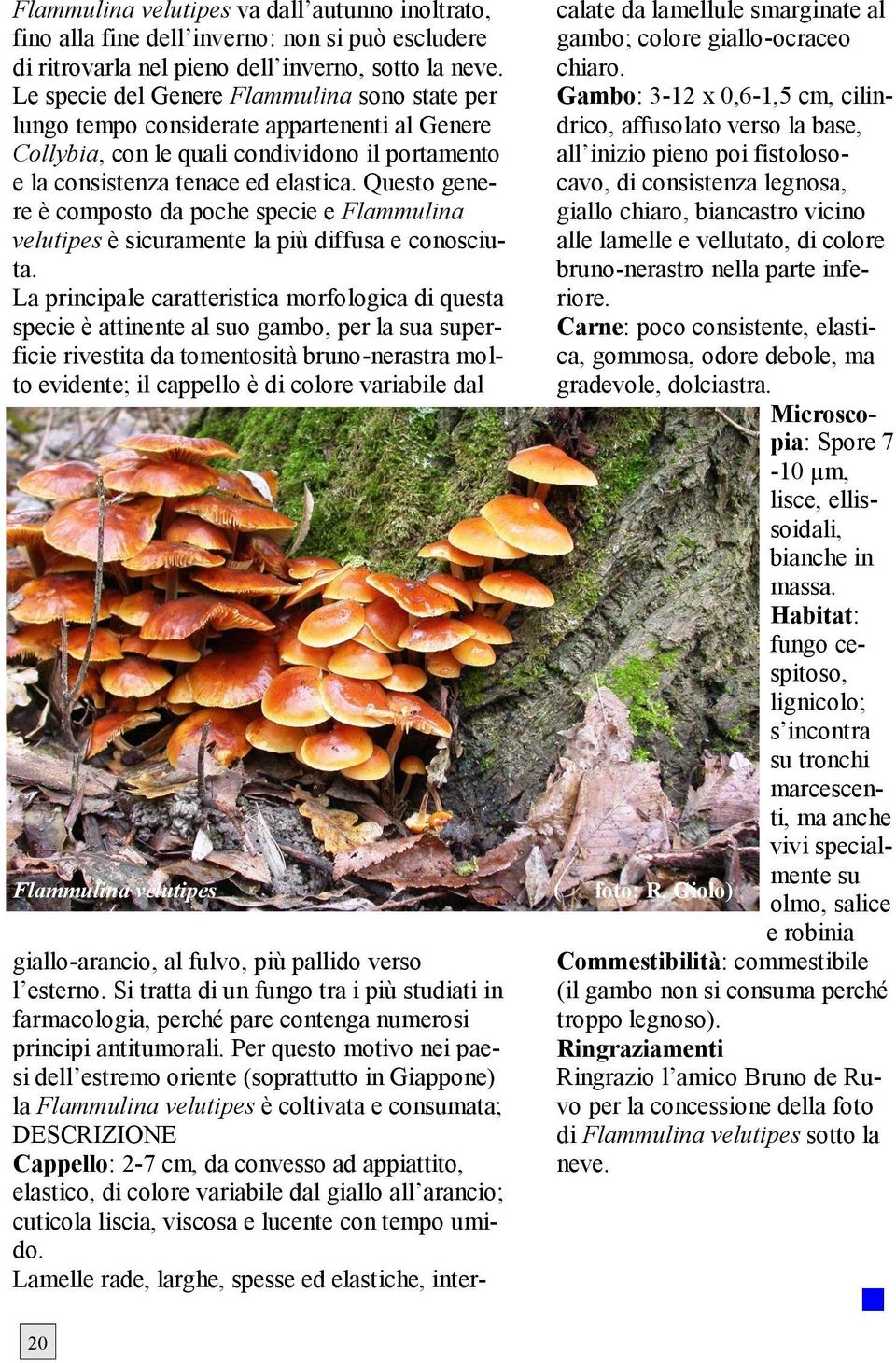 Questo genere è composto da poche specie e Flammulina velutipes è sicuramente la più diffusa e conosciuta.