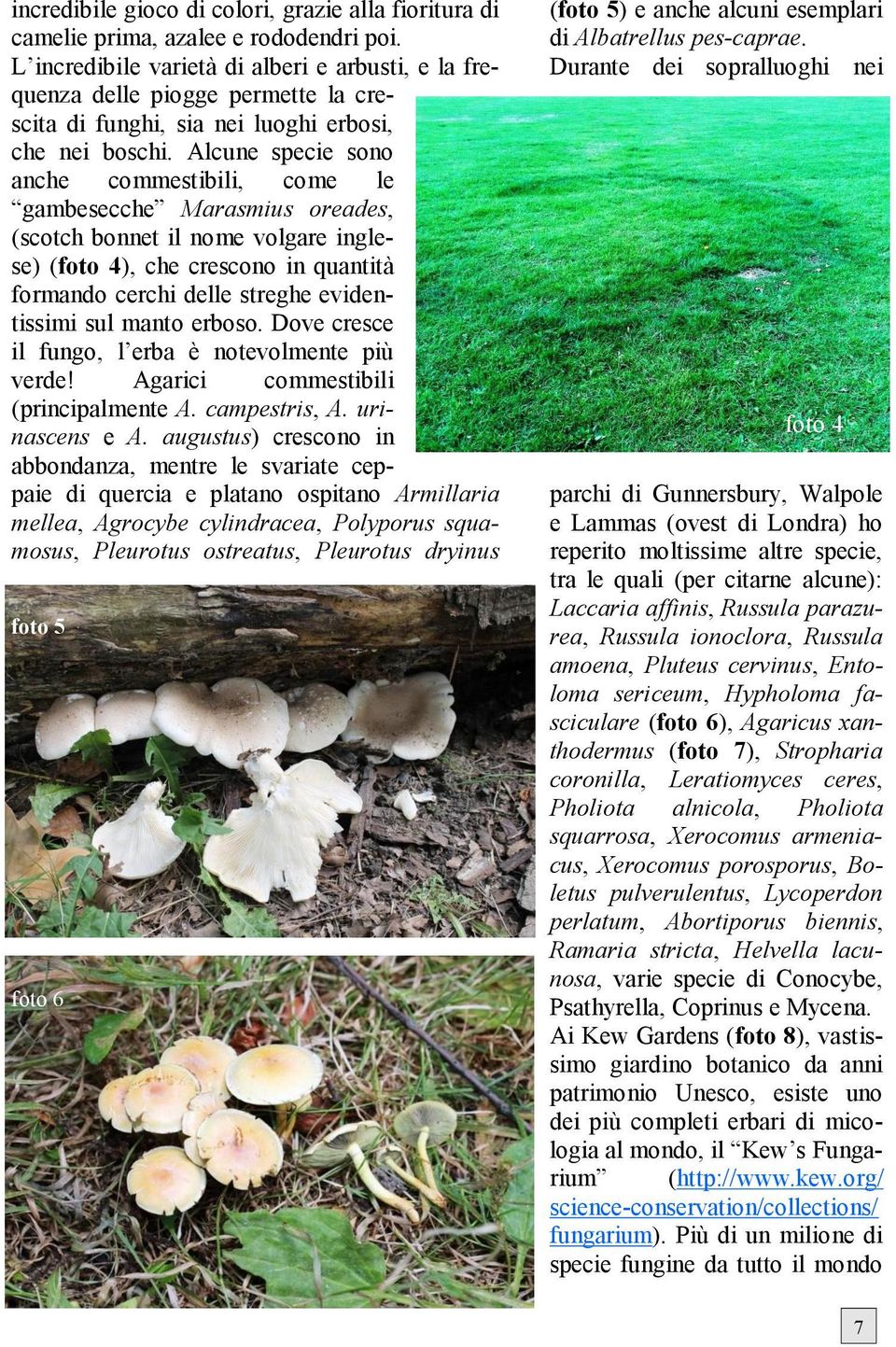 Alcune specie sono anche commestibili, come le gambesecche Marasmius oreades, (scotch bonnet il nome volgare inglese) (foto 4), che crescono in quantità formando cerchi delle streghe evidentissimi