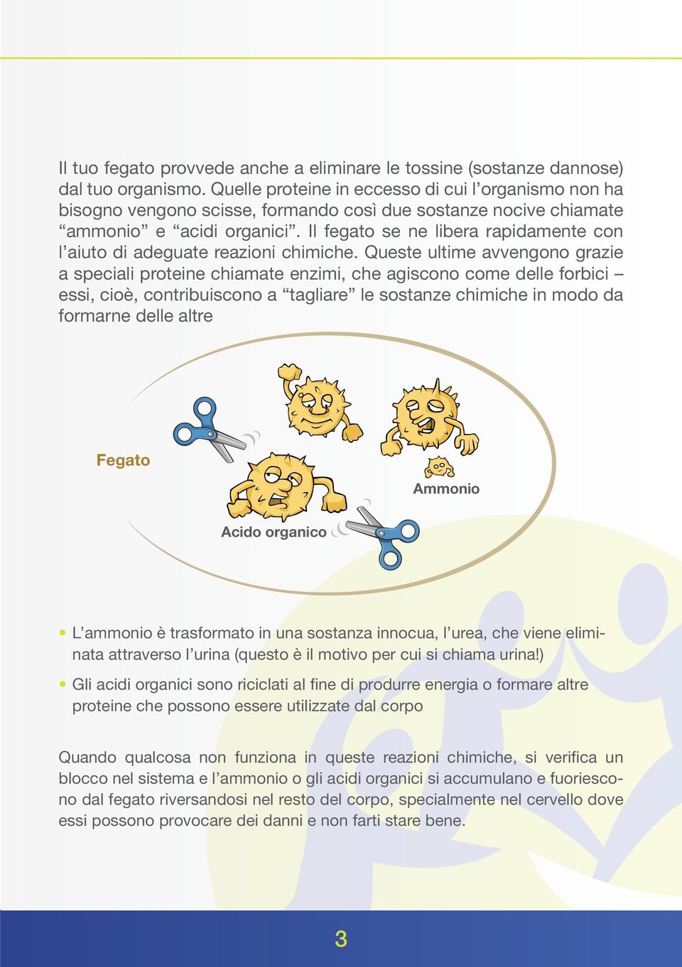 Il fegato se ne libera rapidamente con l aiuto di adeguate reazioni chimiche.