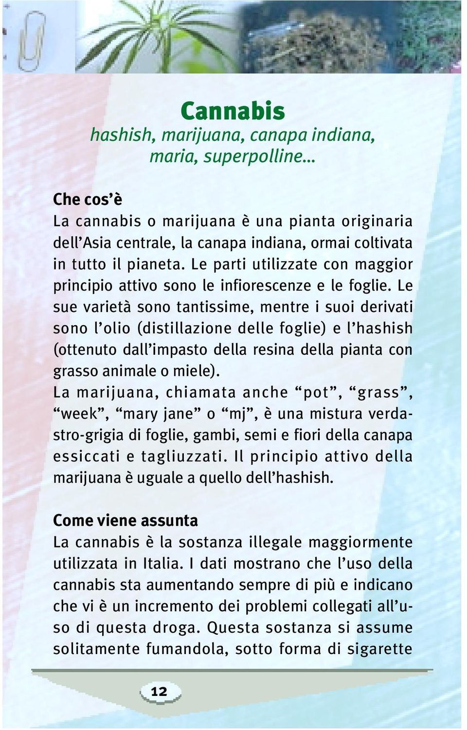 Le sue varietà sono tantissime, mentre i suoi derivati sono l olio (distillazione delle foglie) e l hashish (ottenuto dall impasto della resina della pianta con grasso animale o miele).