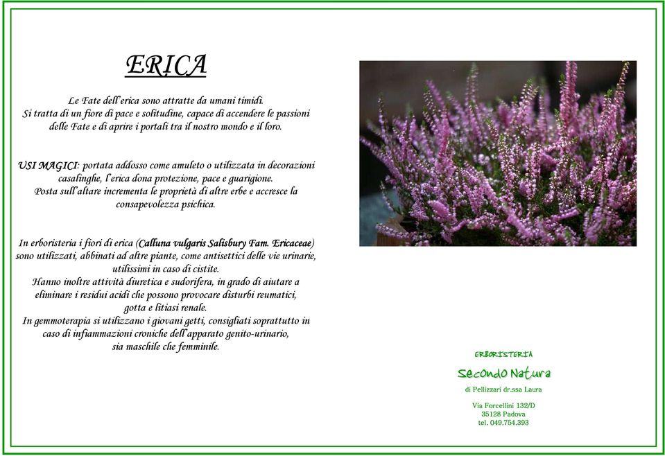 Posta sull altare incrementa le proprietà di altre erbe e accresce la consapevolezza psichica. In erboristeria i fiori di erica (Calluna vulgaris Salisbury Fam.