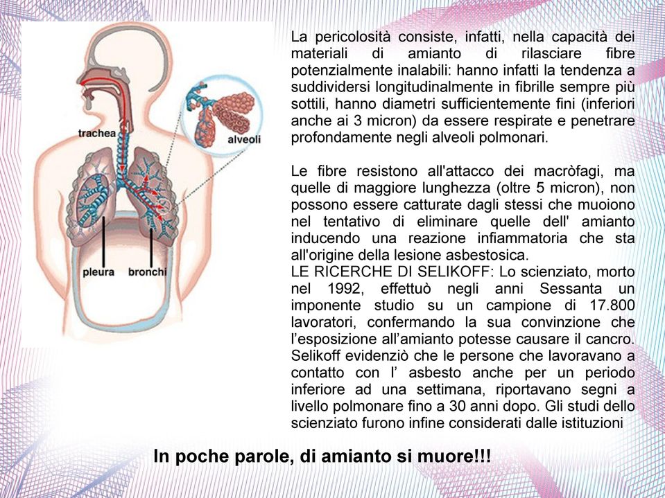 Le fibre resistono all'attacco dei macròfagi, ma quelle di maggiore lunghezza (oltre 5 micron), non possono essere catturate dagli stessi che muoiono nel tentativo di eliminare quelle dell' amianto