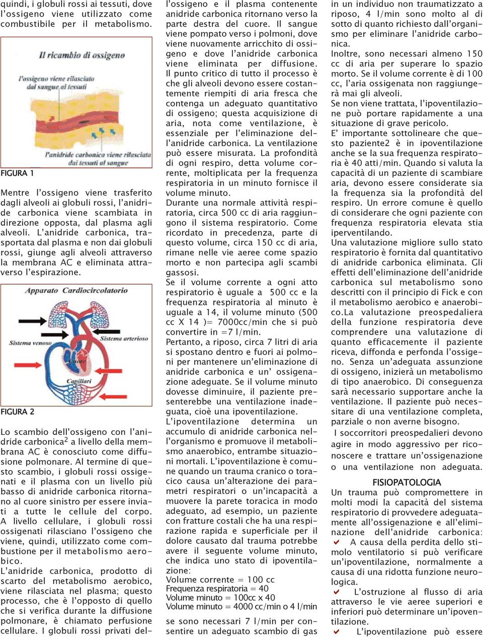 L anidride carbonica, trasportata dal plasma e non dai globuli rossi, giunge agli alveoli attraverso la membrana AC e eliminata attraverso l espirazione.