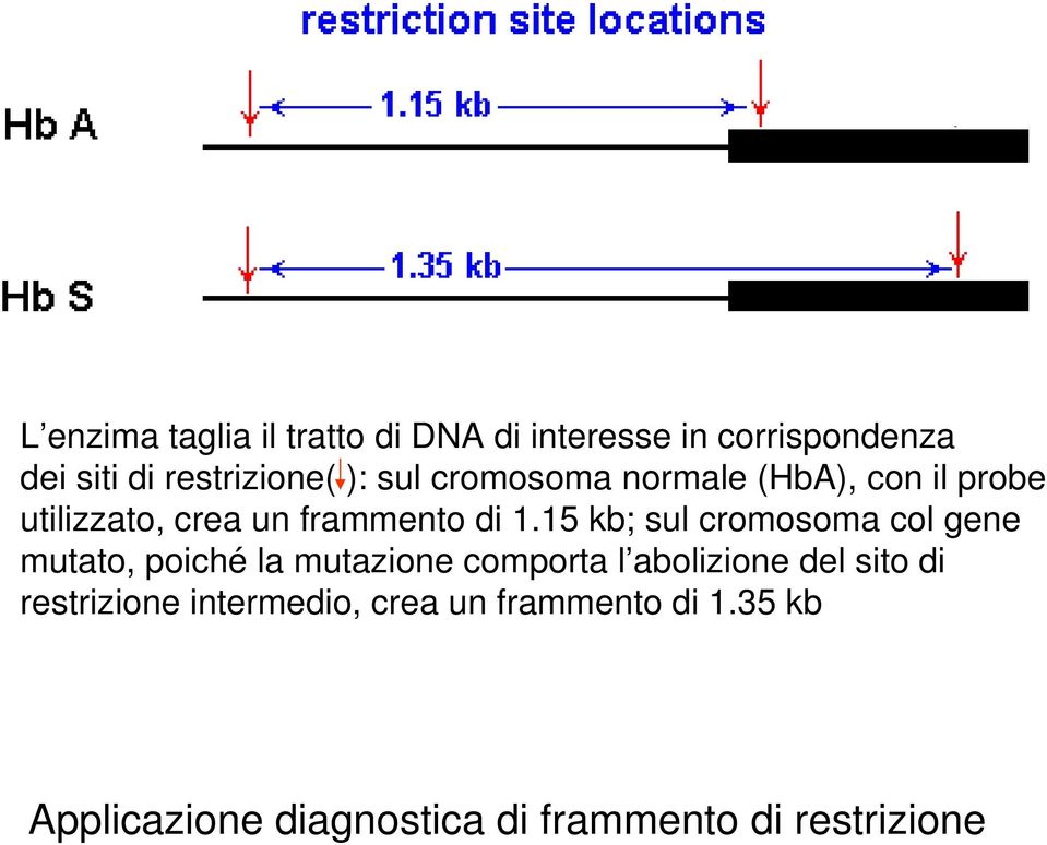 15 kb; sul cromosoma col gene mutato, poiché la mutazione comporta l abolizione del sito di