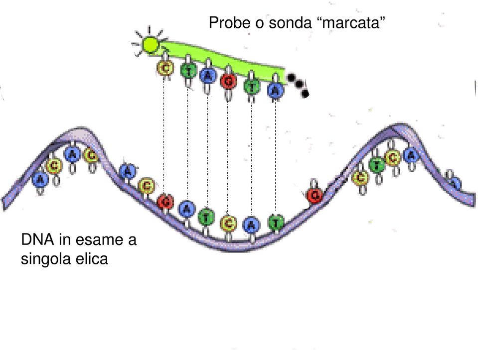 elica Probe