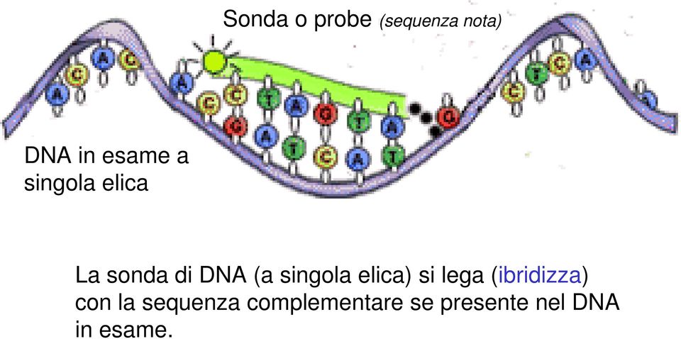 (a singola elica) si lega (ibridizza) con la