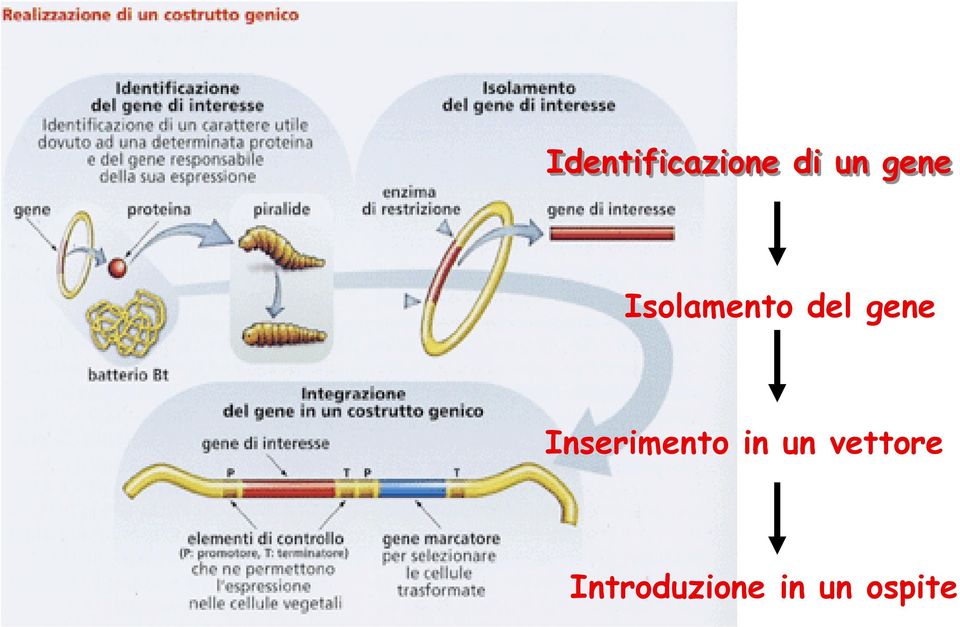 Inserimento in un