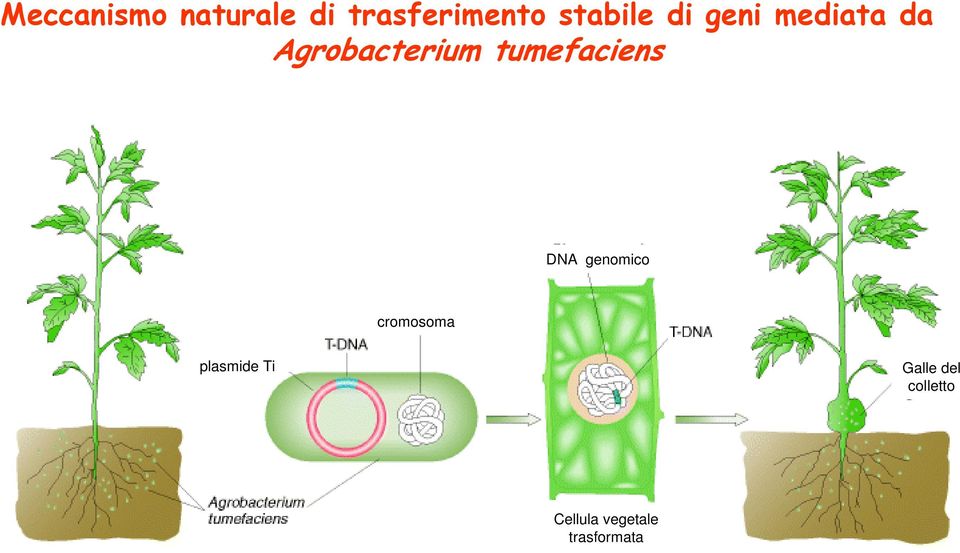 tumefaciens DNA genomico cromosoma