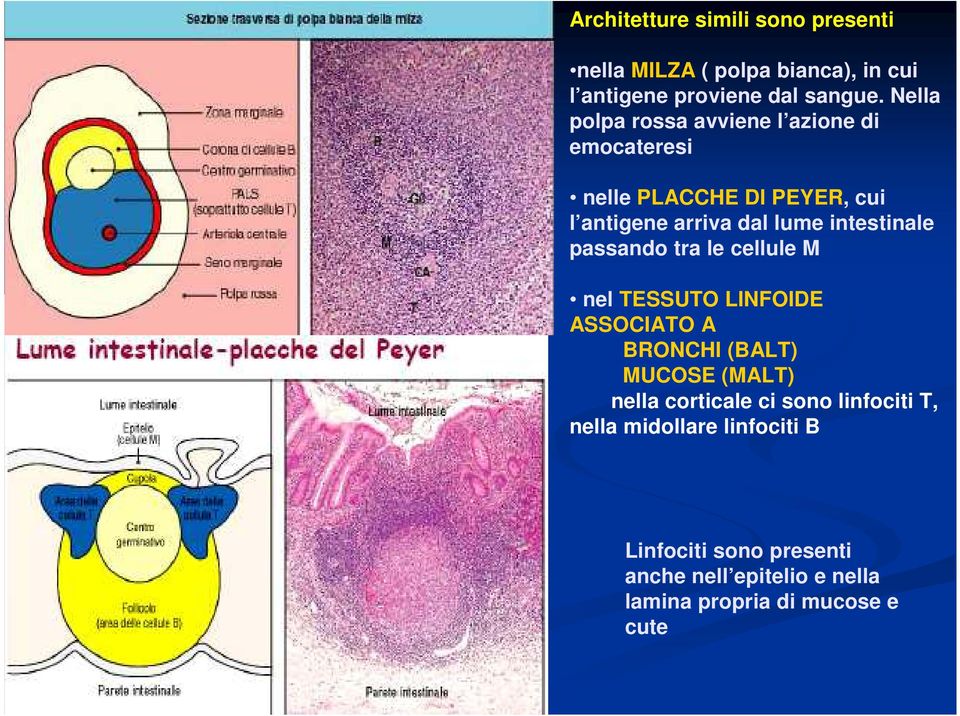 intestinale passando tra le cellule M nel TESSUTO LINFOIDE ASSOCIATO A BRONCHI (BALT) MUCOSE (MALT) nella