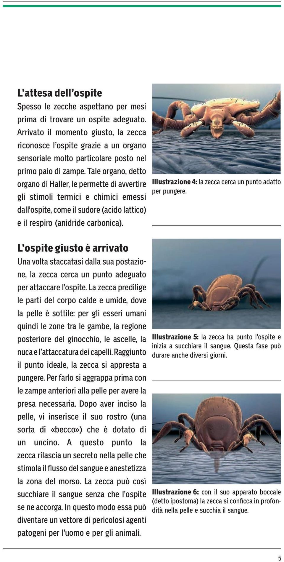 Tale organo, detto organo di Haller, le permette di avvertire gli stimoli termici e chimici emessi dall ospite, come il sudore (acido lattico) e il respiro (anidride carbonica).