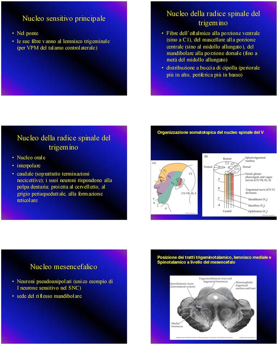 (periorale più in alto, periferica più in basso) Nucleo della radice spinale del trigemino Nucleo oral e interpolare caudale (soprattutto terminazioni nocicettive); i suoi neuroni rispondono alla