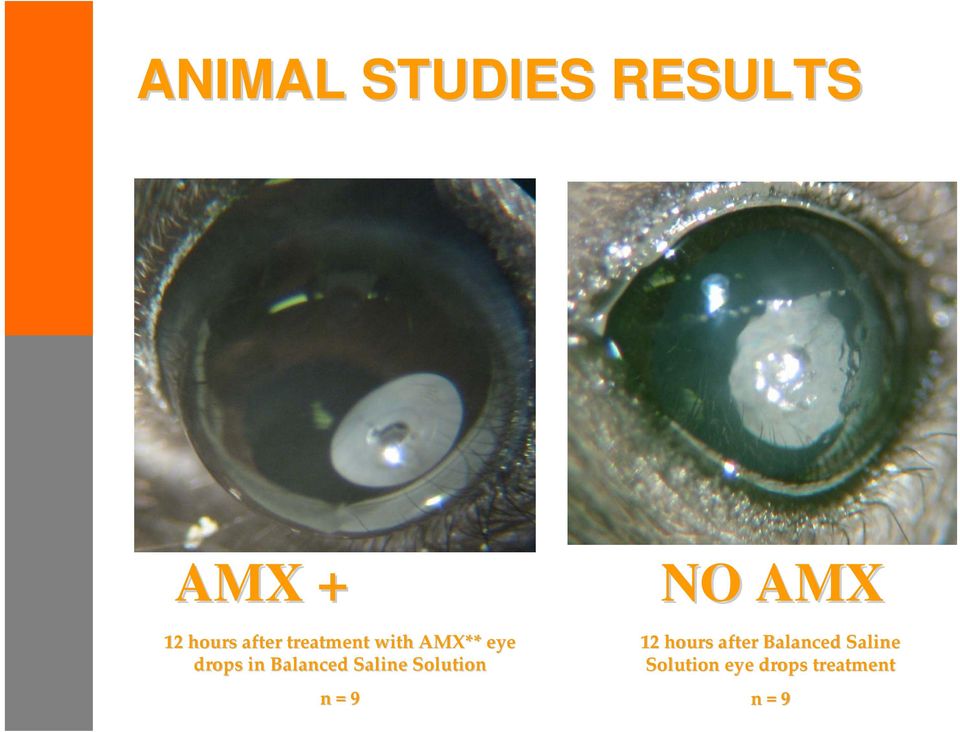 Saline Solution n = 9 NO AMX 12 hours after