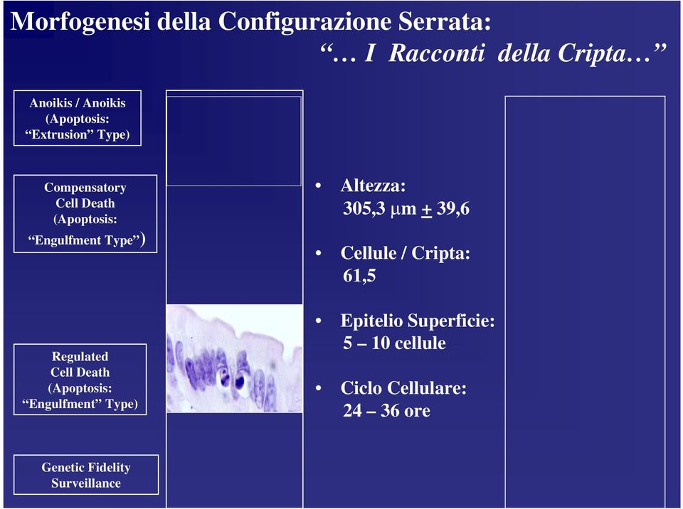 Regulated Cell Death (Apoptosis: Engulfment Type) Altezza: 305,3 µm + 39,6 Cellule /