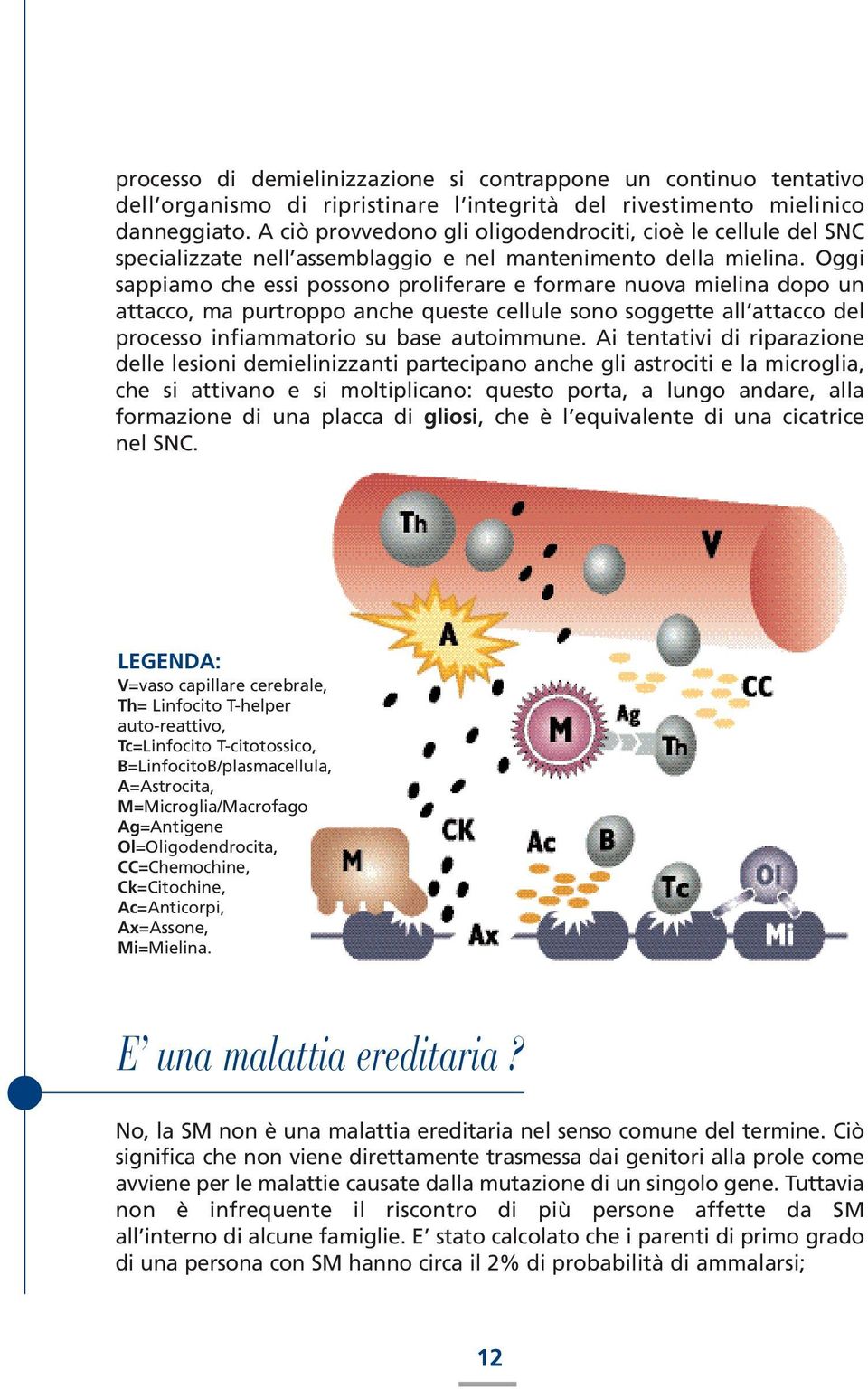 Oggi sappiamo che essi possono proliferare e formare nuova mielina dopo un attacco, ma purtroppo anche queste cellule sono soggette all attacco del processo infiammatorio su base autoimmune.