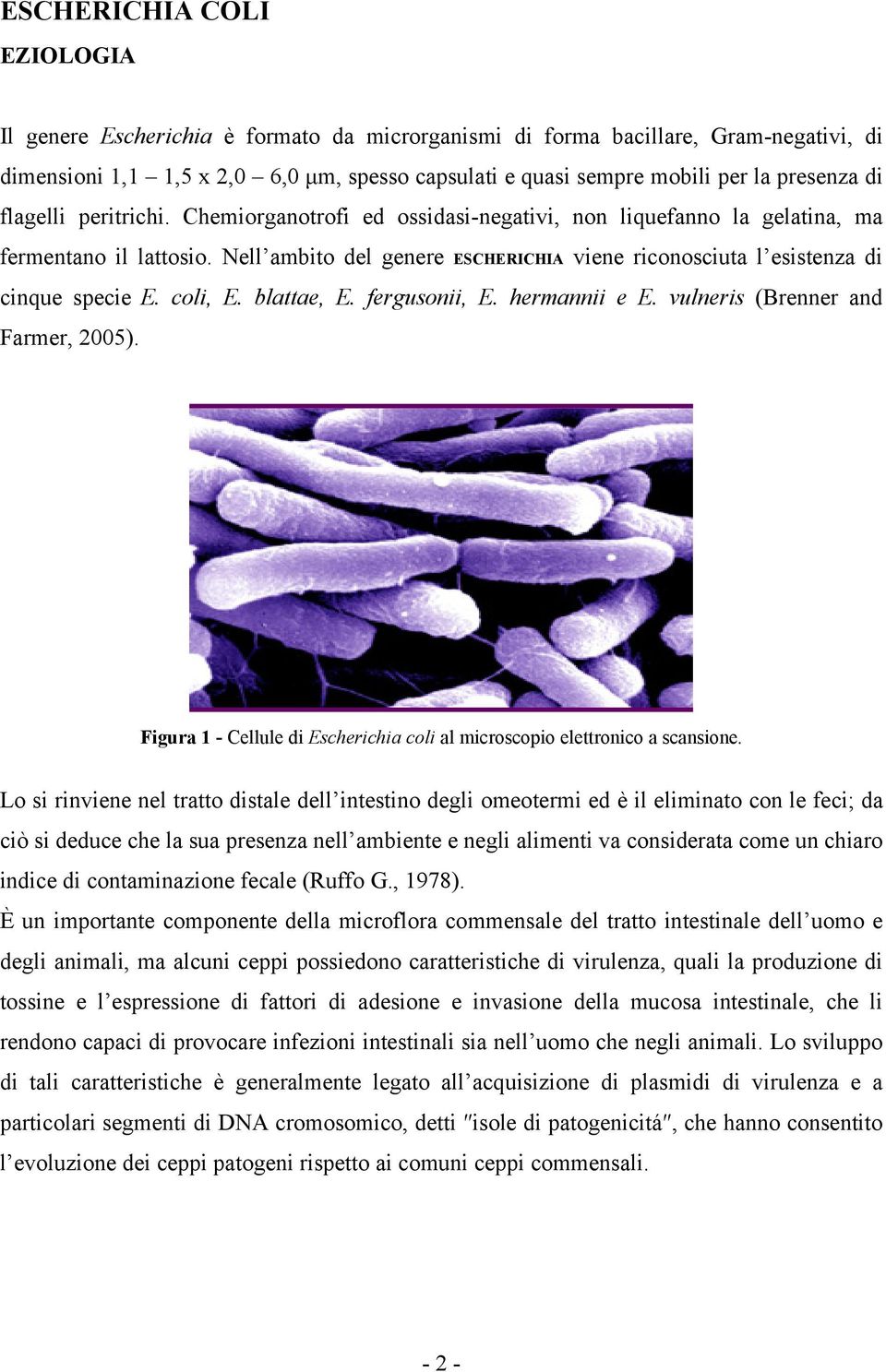 Nell ambito del genere ESCHERICHIA viene riconosciuta l esistenza di cinque specie E. coli, E. blattae, E. fergusonii, E. hermannii e E. vulneris (Brenner and Farmer, 2005).