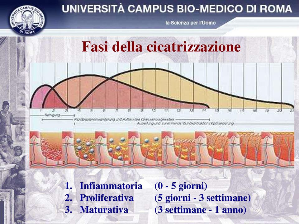 Proliferativa (5 giorni - 3