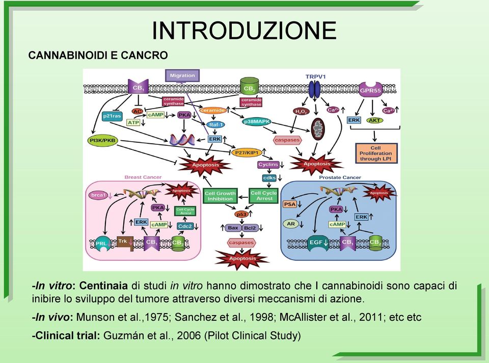 attraverso diversi meccanismi di azione. -In vivo: Munson et al.,1975; Sanchez et al.